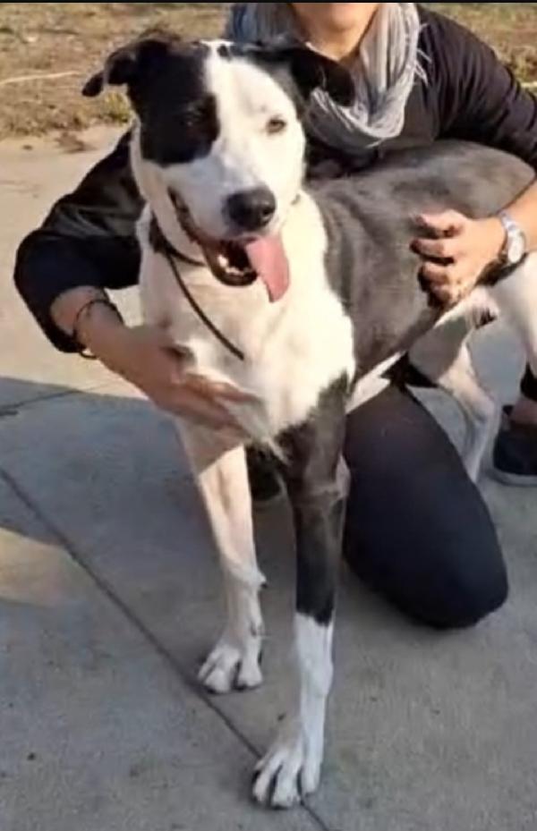 Femmina mix Amstaff quasi 5anni aspetta da tanto. CREMONA Foto 3