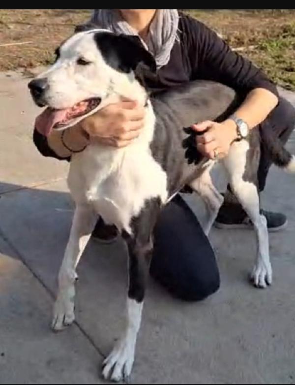 Femmina mix Amstaff quasi 5anni aspetta da tanto. CREMONA Foto 4