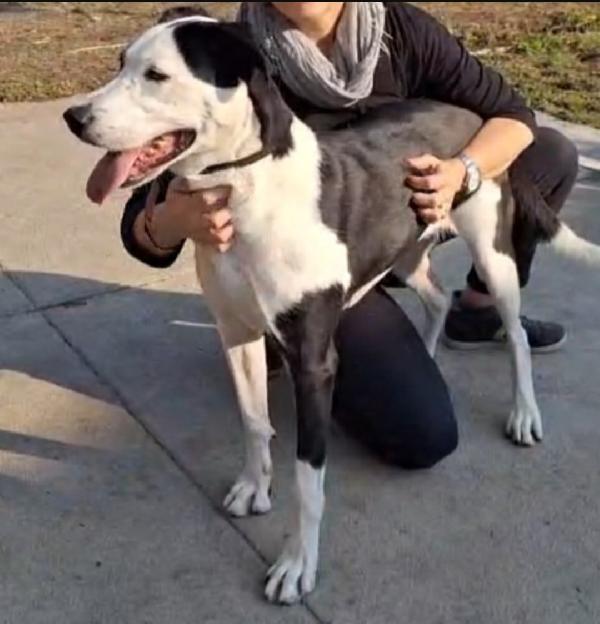 Femmina mix Amstaff quasi 5anni aspetta da tanto. CREMONA Foto 6