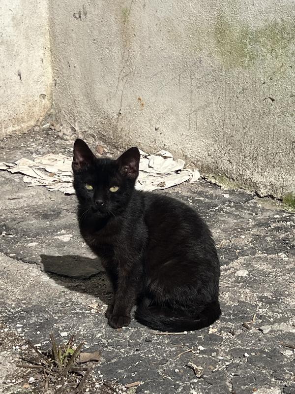 Salem Cerca Adozione (Pozzuoli, Napoli)