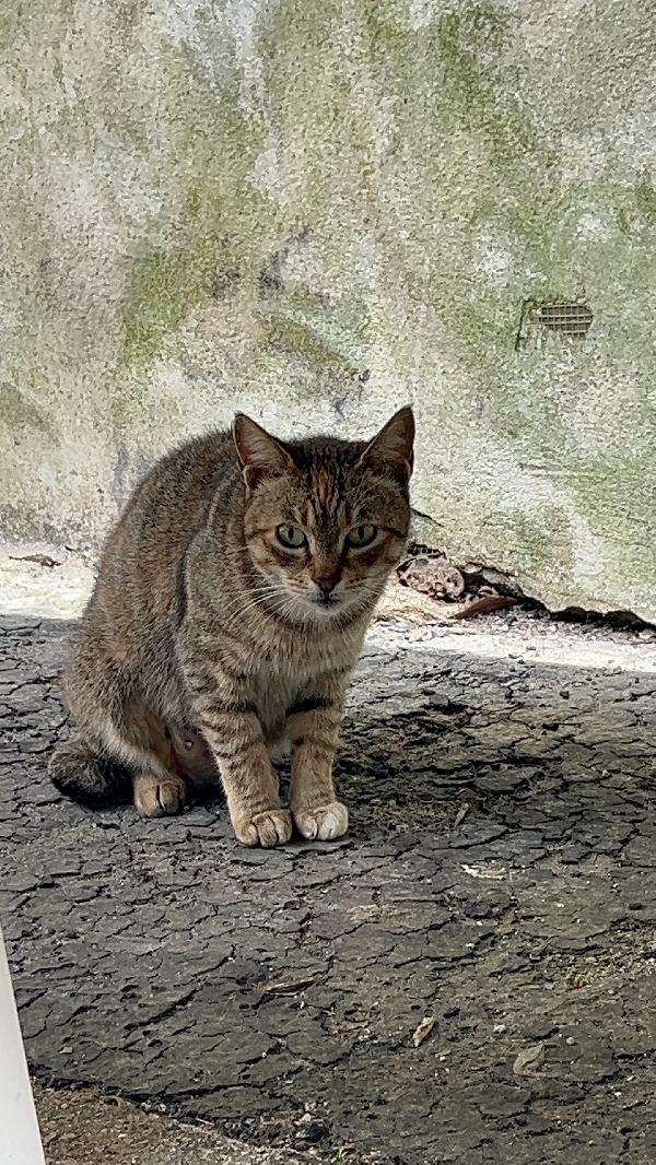 MAMMINA CERCA ADOZIONE (POZZUOLI NAPOLI) Foto 2