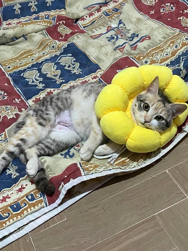 IRIDELLA, dolce micina in adozione! Foto 5