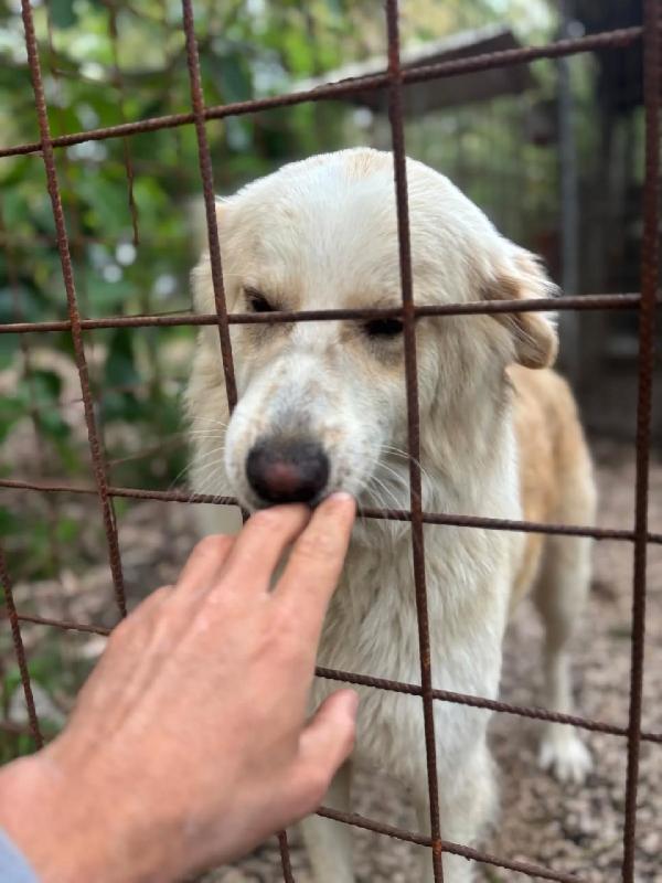 Fresia mix golden retriever 1 anno e mezzo cerca casa - in adozione  Foto 2