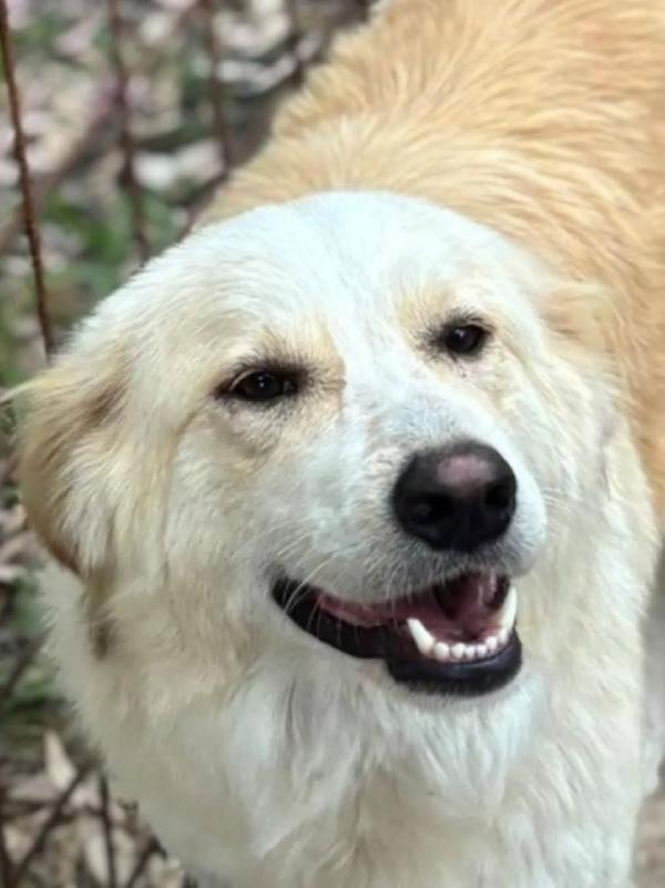 Fresia mix golden retriever 1 anno e mezzo cerca casa - in adozione  Foto 3