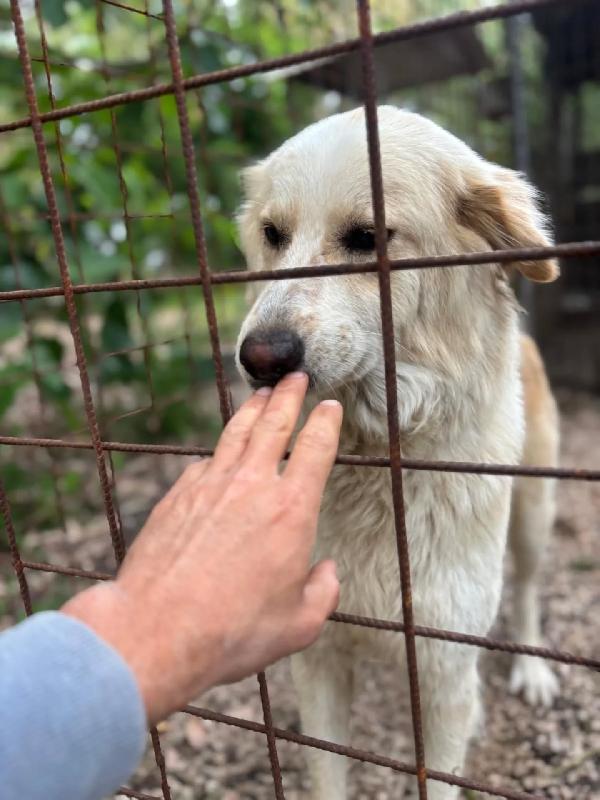 Fresia mix golden retriever 1 anno e mezzo cerca casa - in adozione  Foto 4