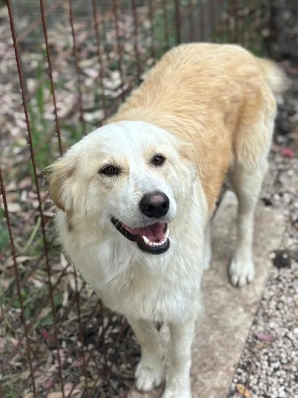 Fresia mix golden retriever 1 anno e mezzo cerca casa - in adozione  Foto 5