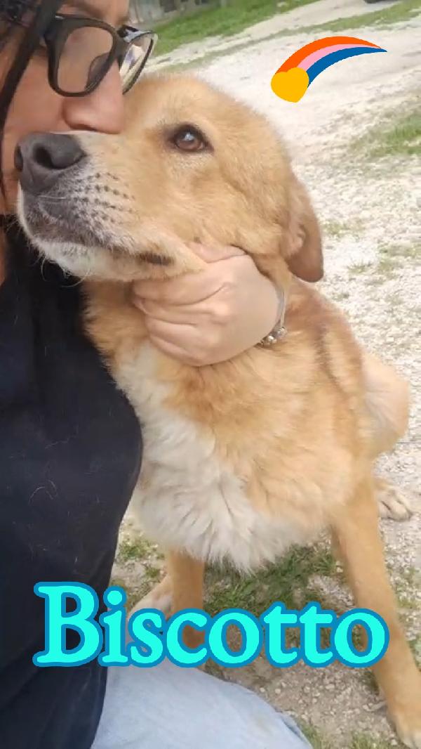 Biscotto Mix Golden Retriever 