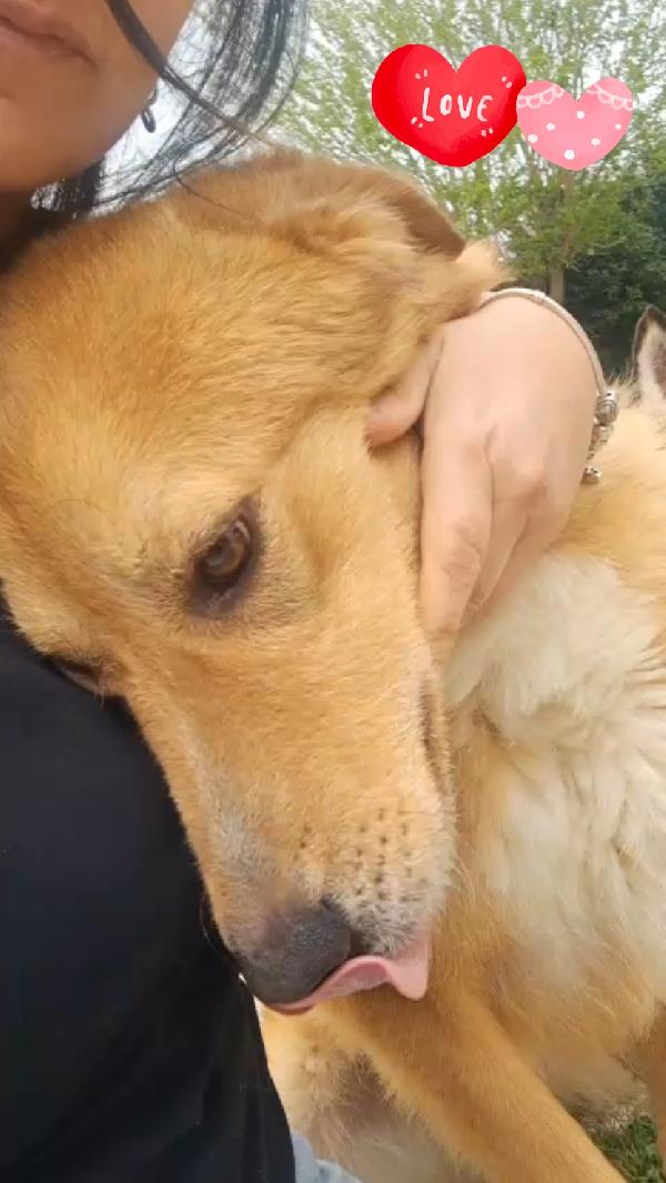 Biscotto mix golden retriever  Foto 2
