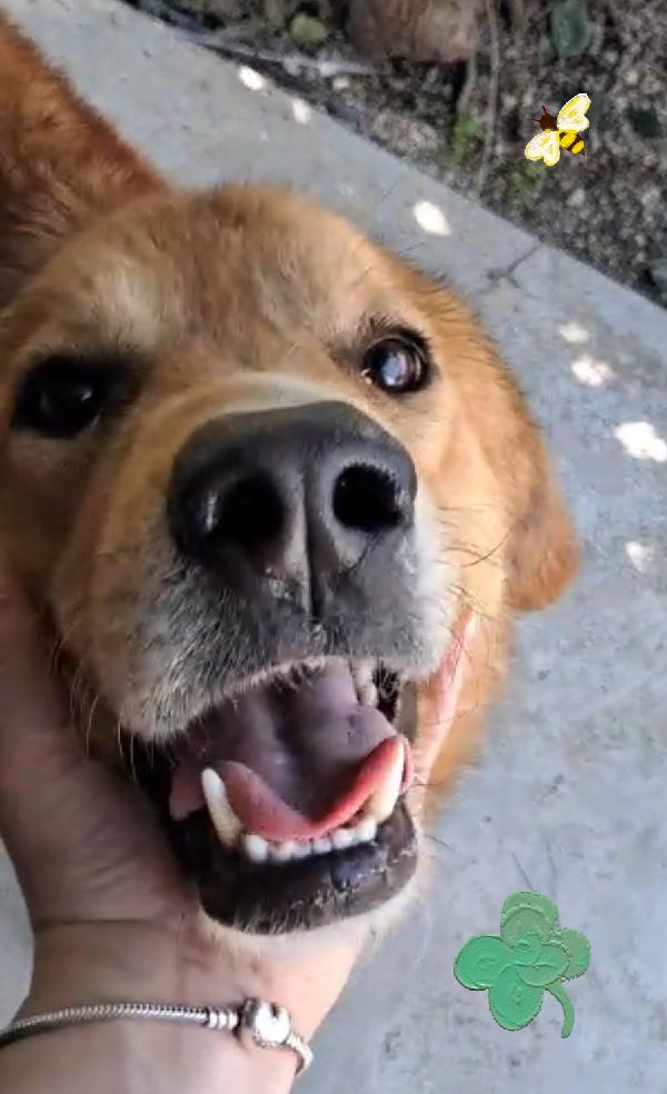 Biscotto mix golden retriever  Foto 3
