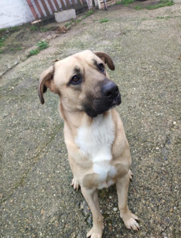 Cody Sui 4Anni Salito Cucciolo E Rifiutato! Milano