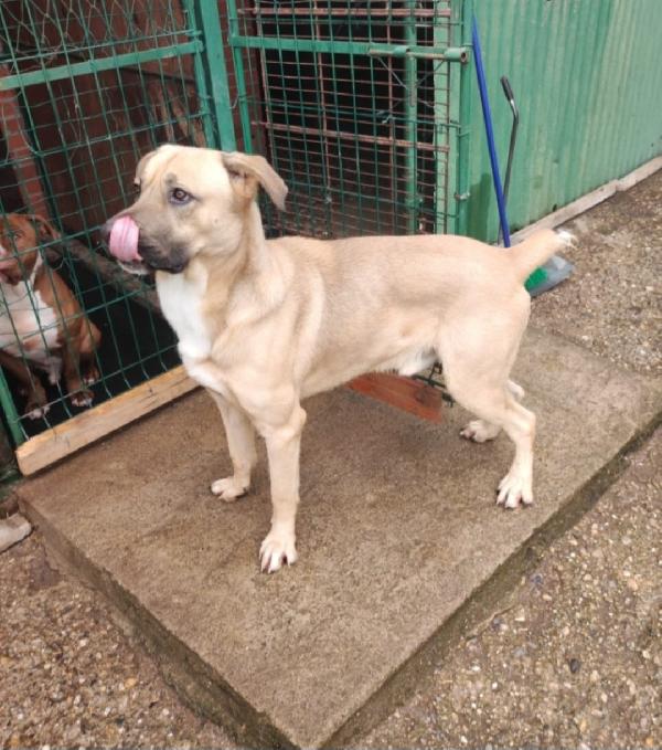 Cody sui 4anni salito cucciolo e rifiutato! MILANO Foto 2