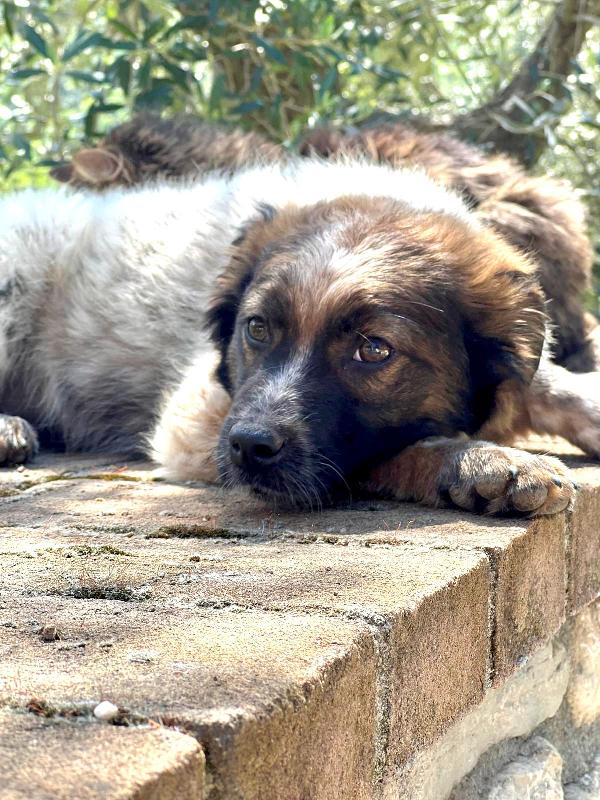 Chico, Solo Al Mondo, Cerca Famiglia Che Non Lo Abbandoni! 