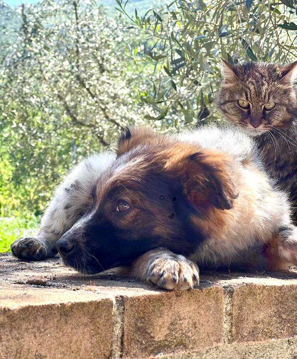 CHICO, solo al mondo, cerca famiglia che non lo abbandoni!  Foto 2