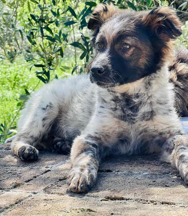CHICO, solo al mondo, cerca famiglia che non lo abbandoni!  Foto 3