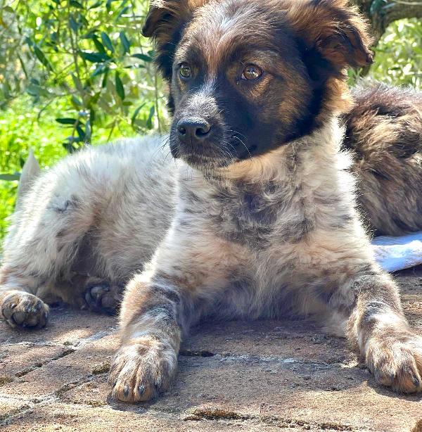 CHICO, solo al mondo, cerca famiglia che non lo abbandoni!  Foto 4