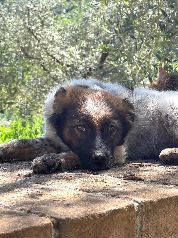 CHICO, solo al mondo, cerca famiglia che non lo abbandoni!  Foto 5