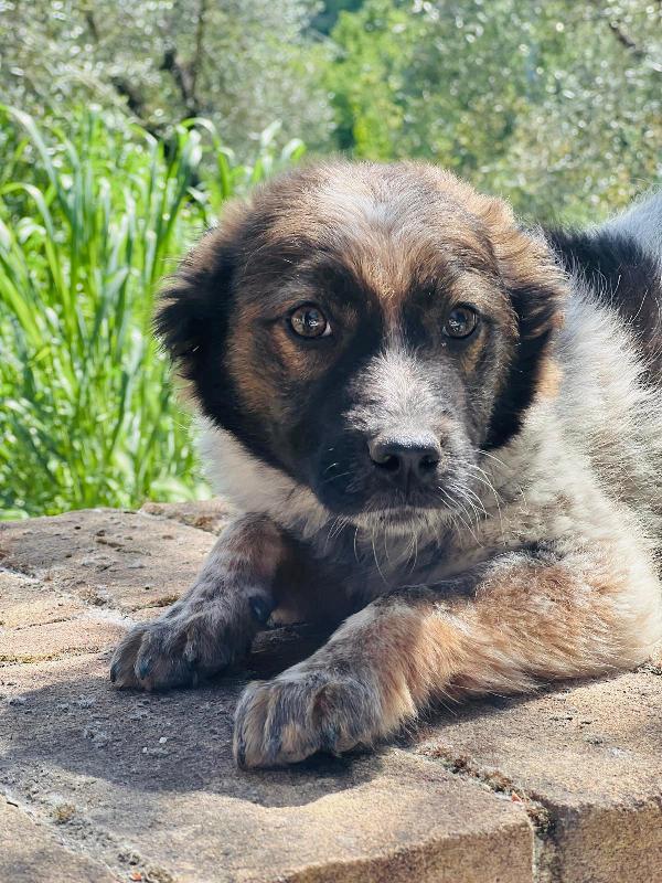 CHICO, solo al mondo, cerca famiglia che non lo abbandoni!  Foto 6