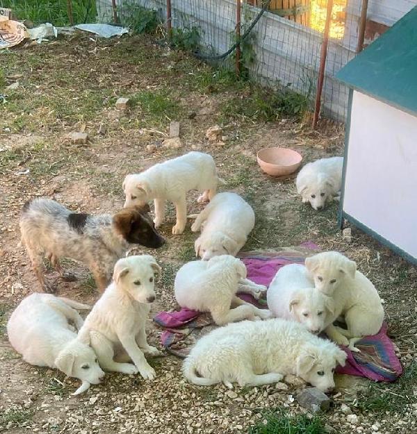 CHICO, solo al mondo, cerca famiglia che non lo abbandoni!  Foto 8