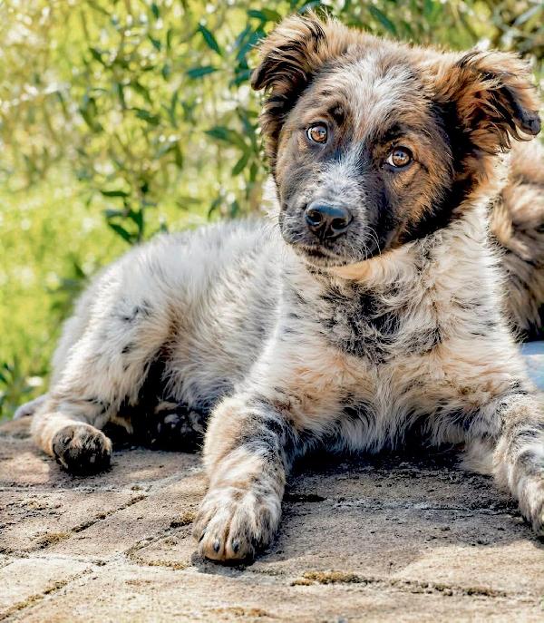 CHICO, solo al mondo, cerca famiglia che non lo abbandoni!  Foto 7