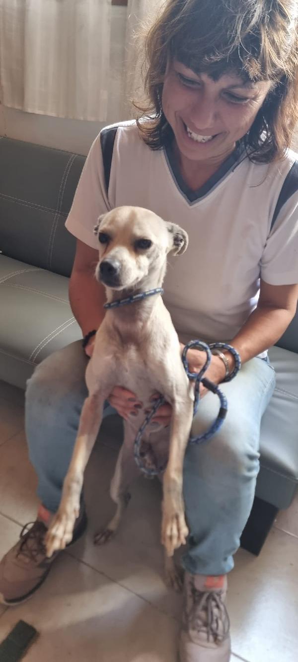 Figarò, Un Piccolissimo Cane Con Voglia Di Amare 