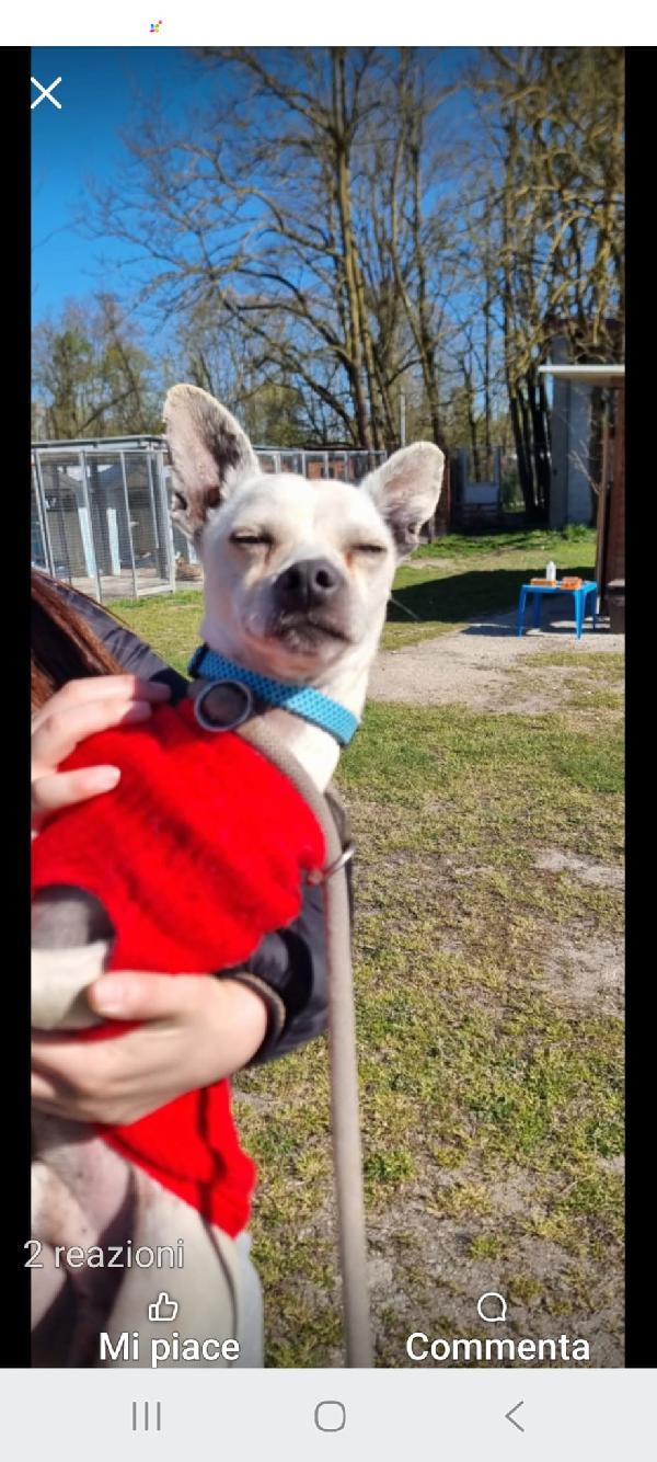 Figarò, un piccolissimo cane con voglia di amare  Foto 5