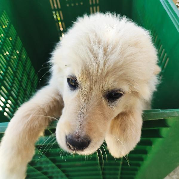 3cuccioli sui 3mesi mix pastorini salvati SARDEGNA  Foto 6