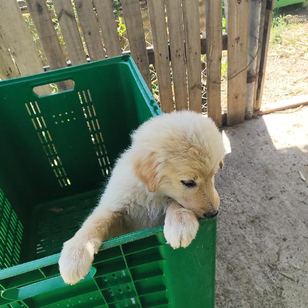 3cuccioli sui 3mesi mix pastorini salvati SARDEGNA  Foto 8