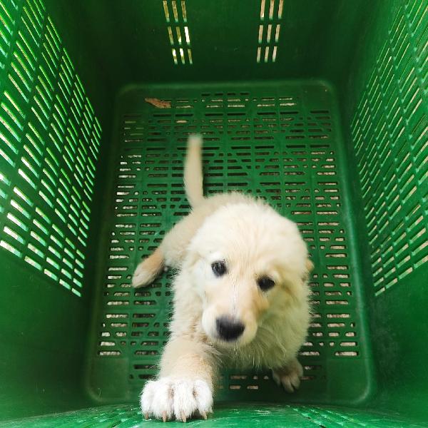 3cuccioli sui 3mesi mix pastorini salvati SARDEGNA  Foto 9