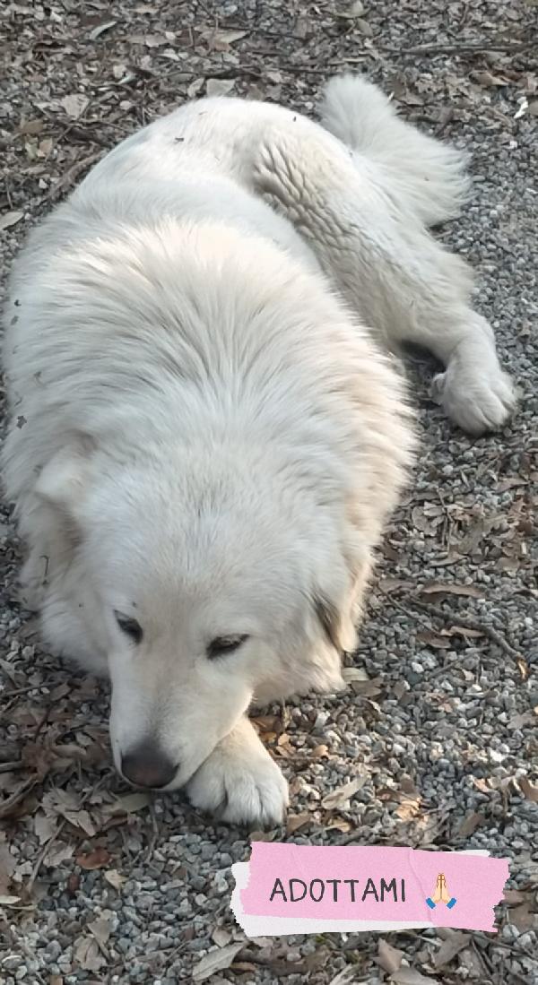 Lola mix pastore maremmano  Foto 3