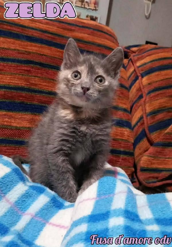 Zelda, Tenera Gattina Da Adottare!