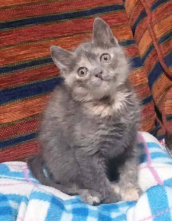ZELDA, tenera gattina da adottare! Foto 2
