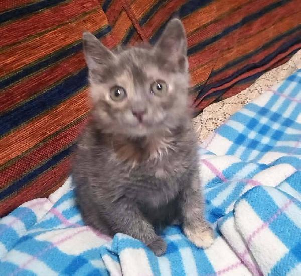 ZELDA, tenera gattina da adottare! Foto 3