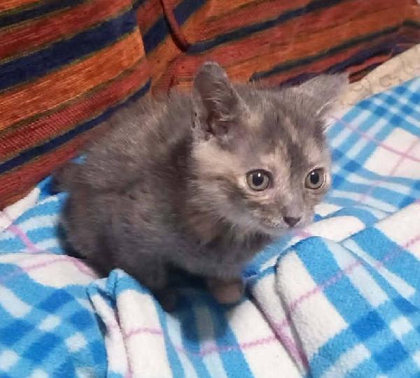 ZELDA, tenera gattina da adottare! Foto 4