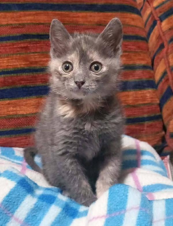 ZELDA, tenera gattina da adottare! Foto 5