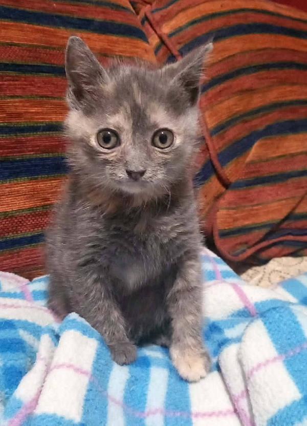 ZELDA, tenera gattina da adottare! Foto 6