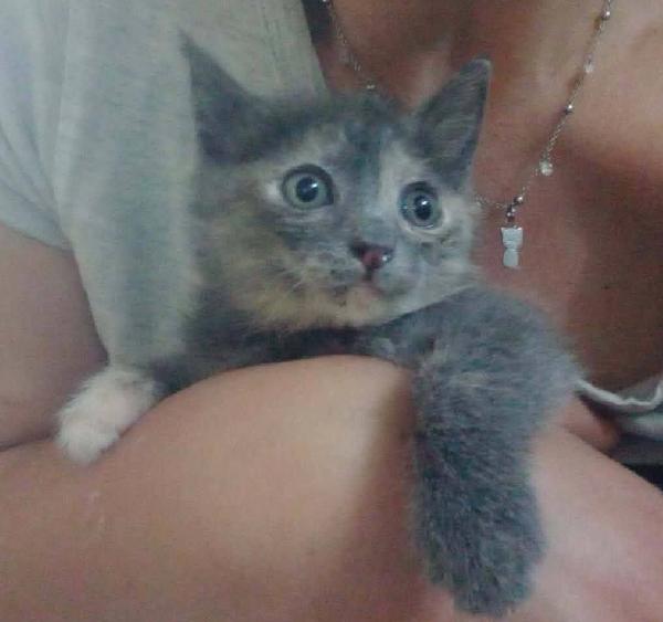 ZELDA, tenera gattina da adottare! Foto 7