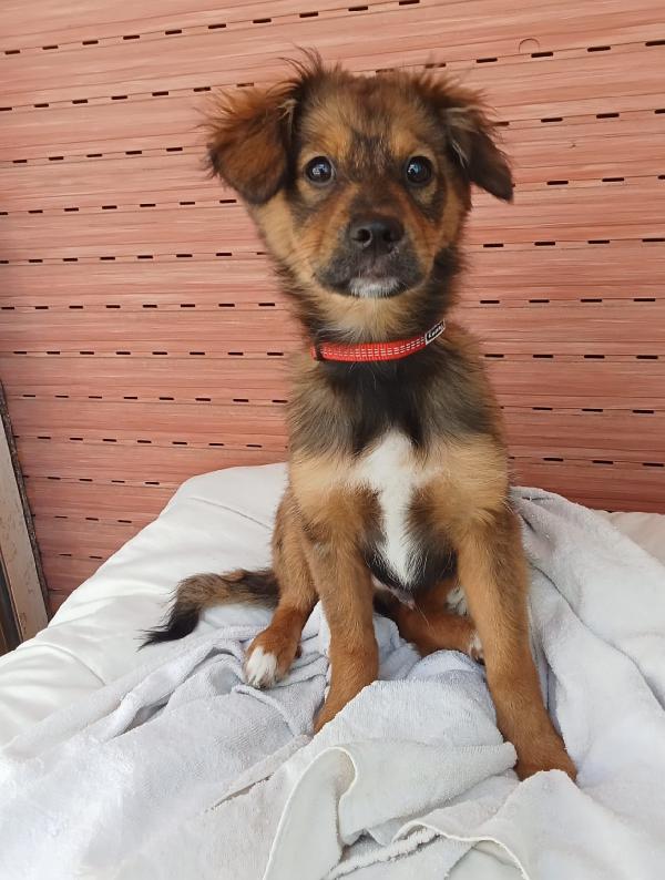 Una Mamma Per Rocky