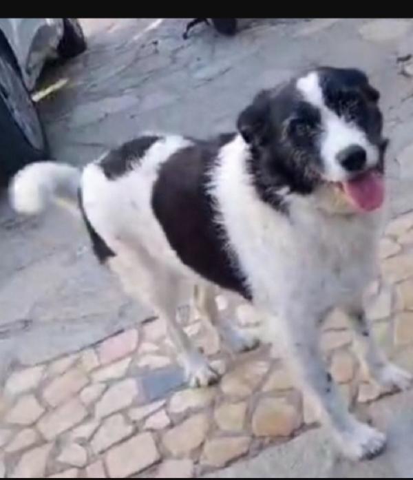 Mara Adulta Tolta Da 1Lager 3Anni Fa ..Napoli
