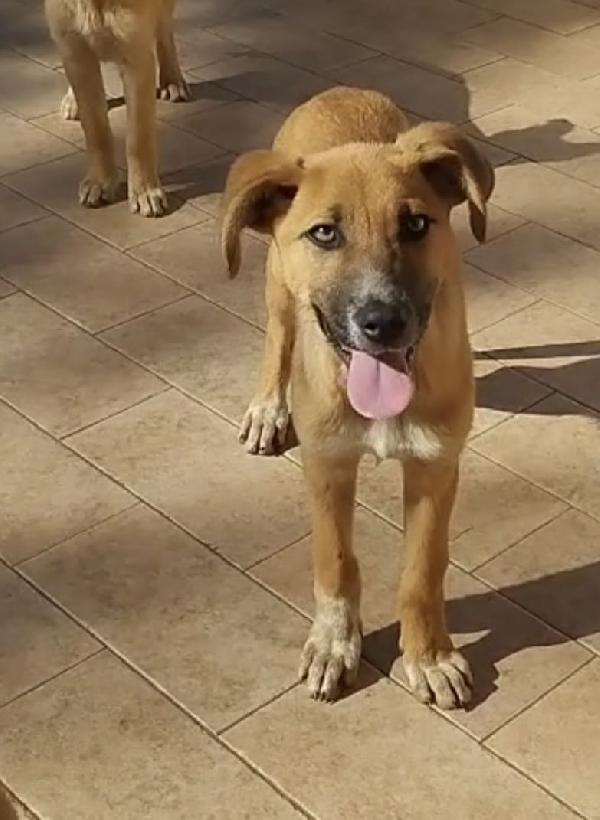 Nelly Splendida Dolce Cucciola Cerca Casa 
