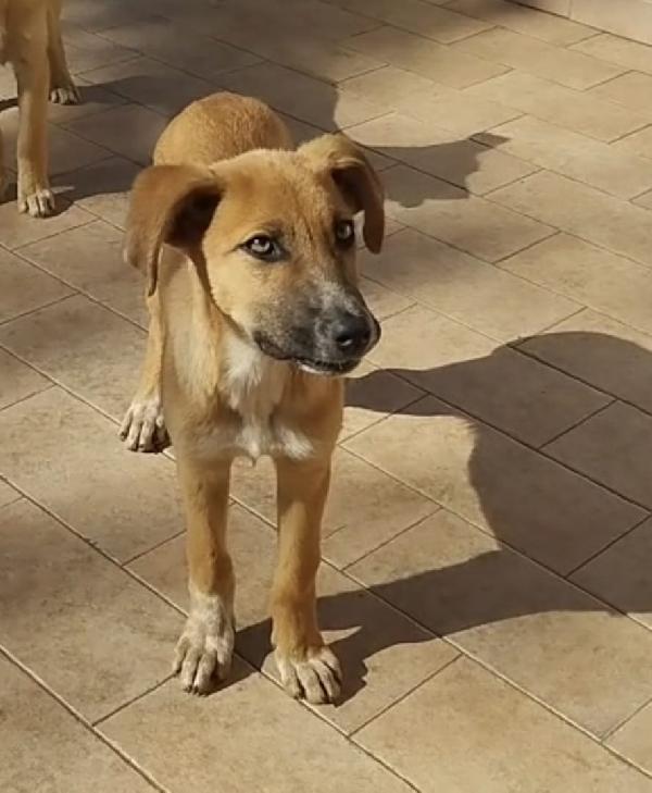 Nelly splendida dolce cucciola cerca casa  Foto 3