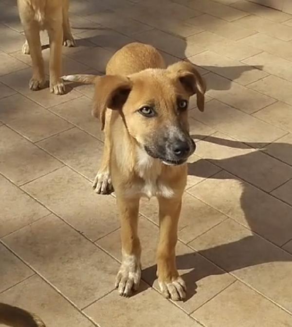 Nelly splendida dolce cucciola cerca casa  Foto 4