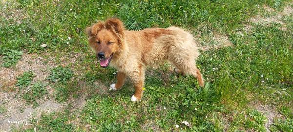ABBANDONATO DAVANTI AL CANCELLO DI UN'ANZIANA!  Foto 2