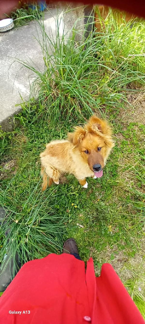 ABBANDONATO DAVANTI AL CANCELLO DI UN'ANZIANA!  Foto 5