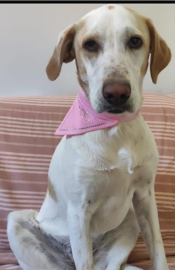 Camilla 5Anni Mix Setter/Segugia Mollata Dai Padroni 3Anni Fa  Roma