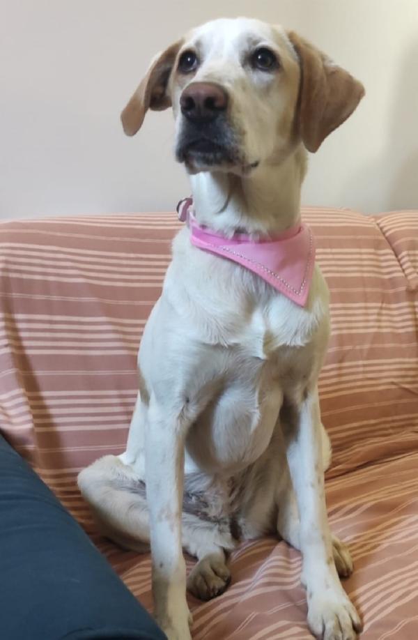 Camilla 5anni mix Setter/Segugia mollata dai padroni 3anni fa  ROMA Foto 2