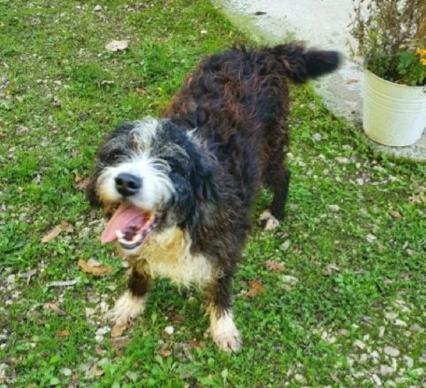 Simil Spinoncino 4Anni Da Sempre In Canile!
