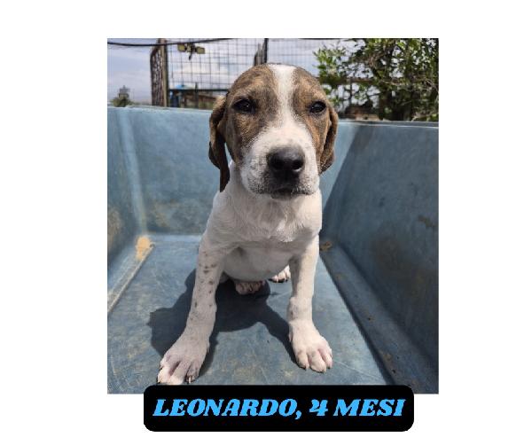 10cuccioli 2mesi tg media salvati CATANIA SOS CASA Foto 10