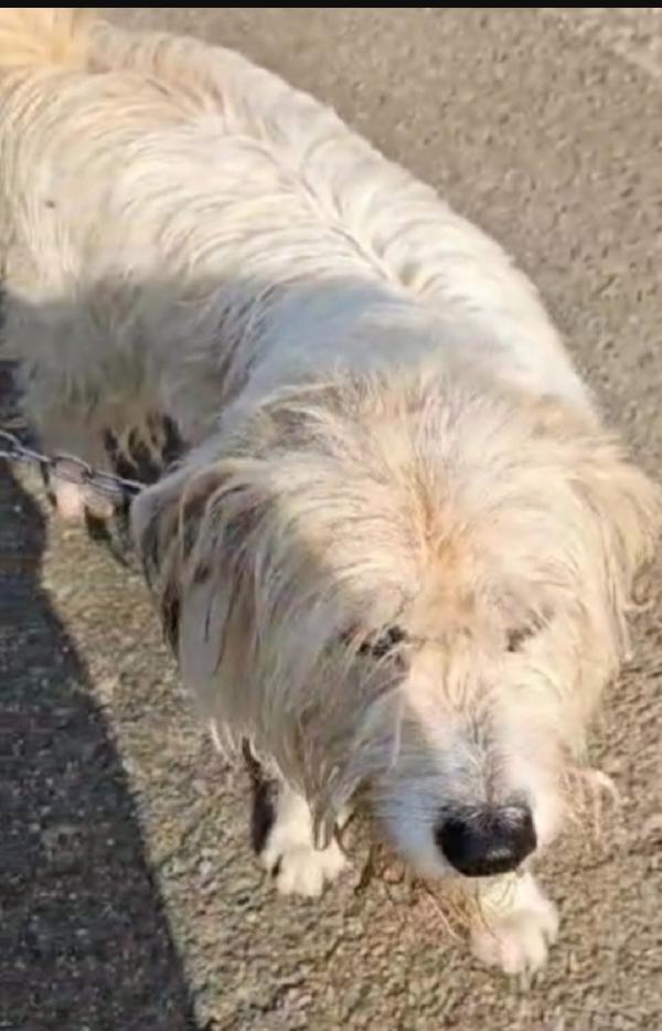 Mix Spinone 5anni salvato 3anni fa NN TROVA CASA! NOVARA Foto 4