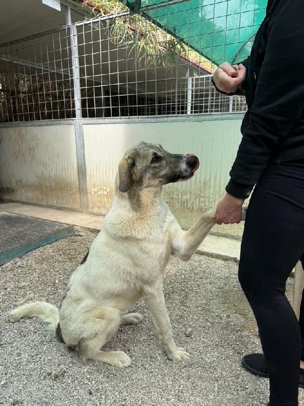 Maya splendida giovanotta cerca famiglia  Foto 5
