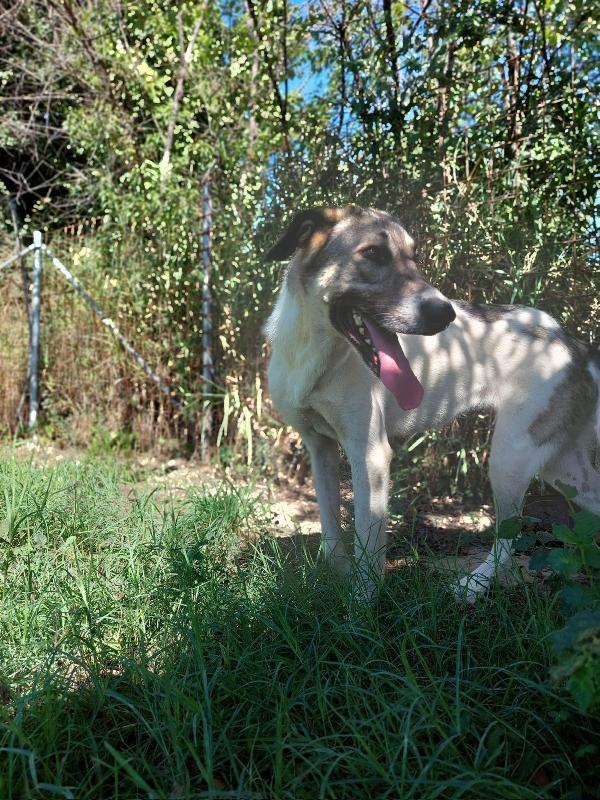 Maya splendida giovanotta cerca famiglia  Foto 7